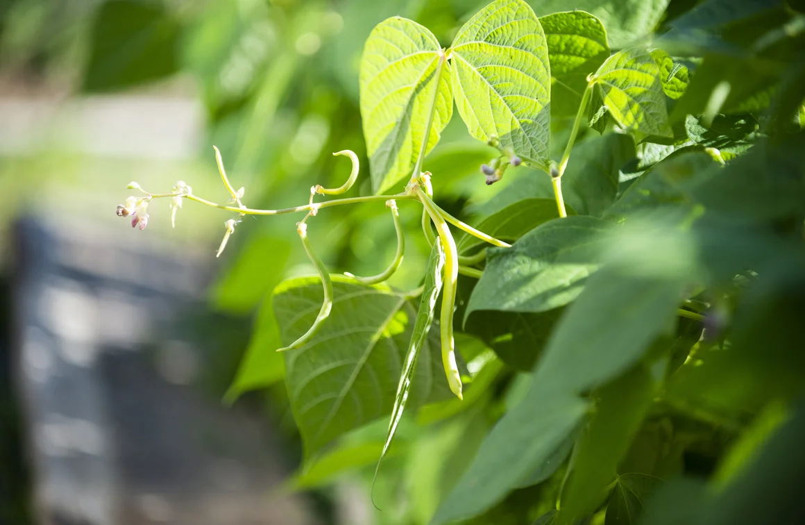Grüne Bohne an Pflanze